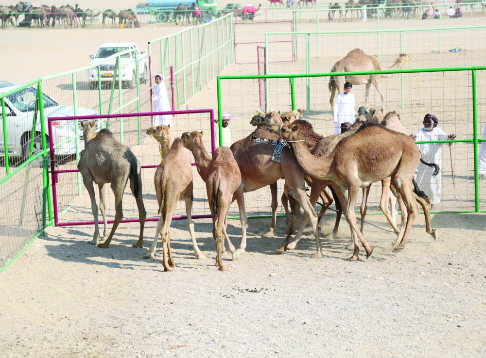 من مسابقة المزاينة صباح اليوم