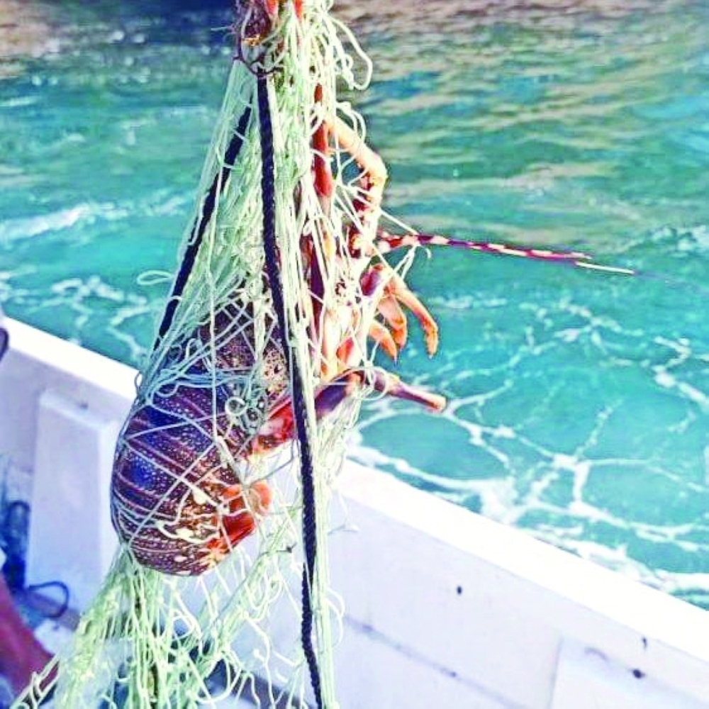 ضبط ومصادرة 187 كيلو جراما من الشارخة في أكتوبر الماضي