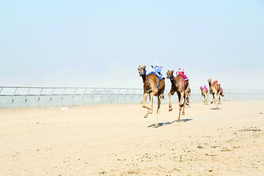 من سباق الهجن بثمريت