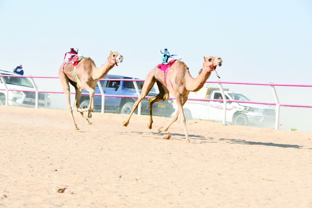 من منافسات اليوم الختامي للمهرجان