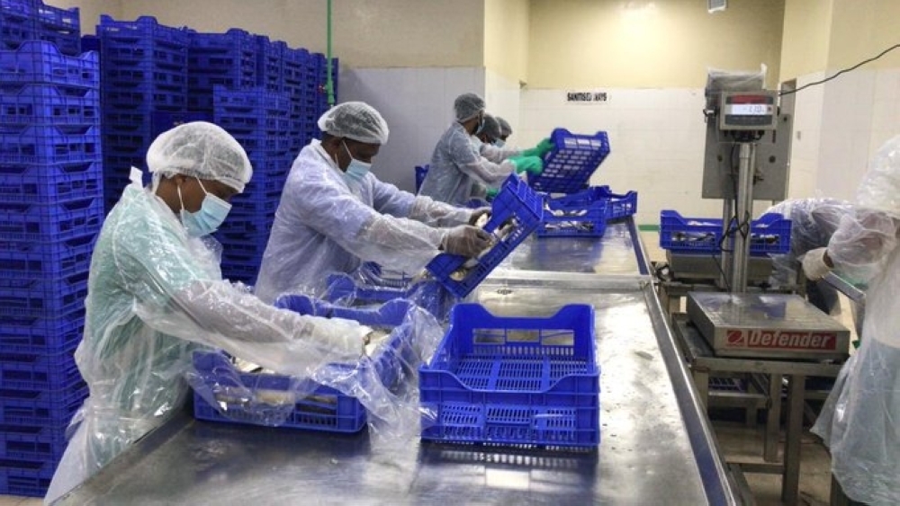 من إعادة تشغيل مصنع الأسماك بنيابة الأشخرة