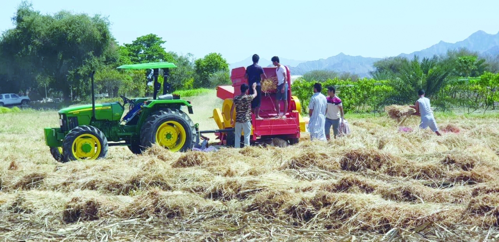 من اعمال حصاد القمح