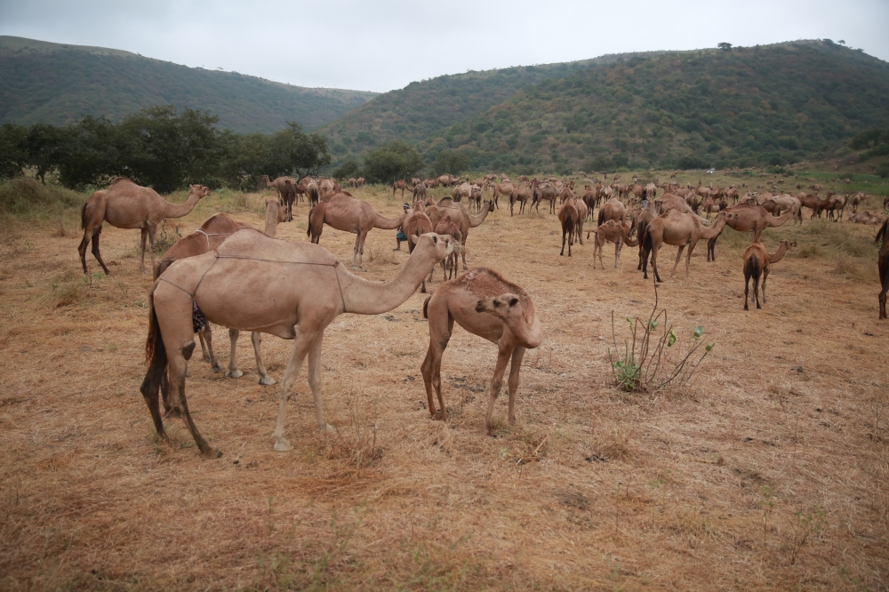 تجمع قطعان الإبل في جبال ظفار