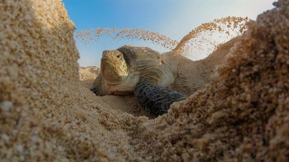 جهود مبذولة لحماية ورقابة ورصد السلاحف