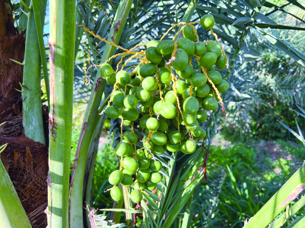 مرحلة متقدمة لنخلة قش الصحراء