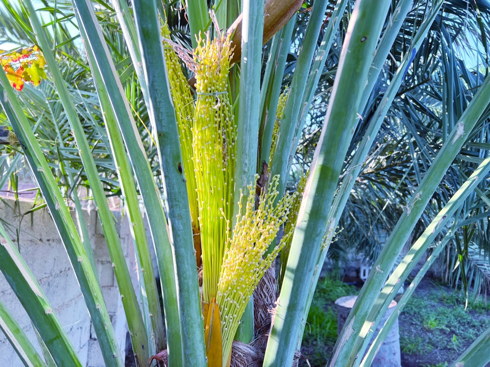 قش القابل بدأ في الثمار