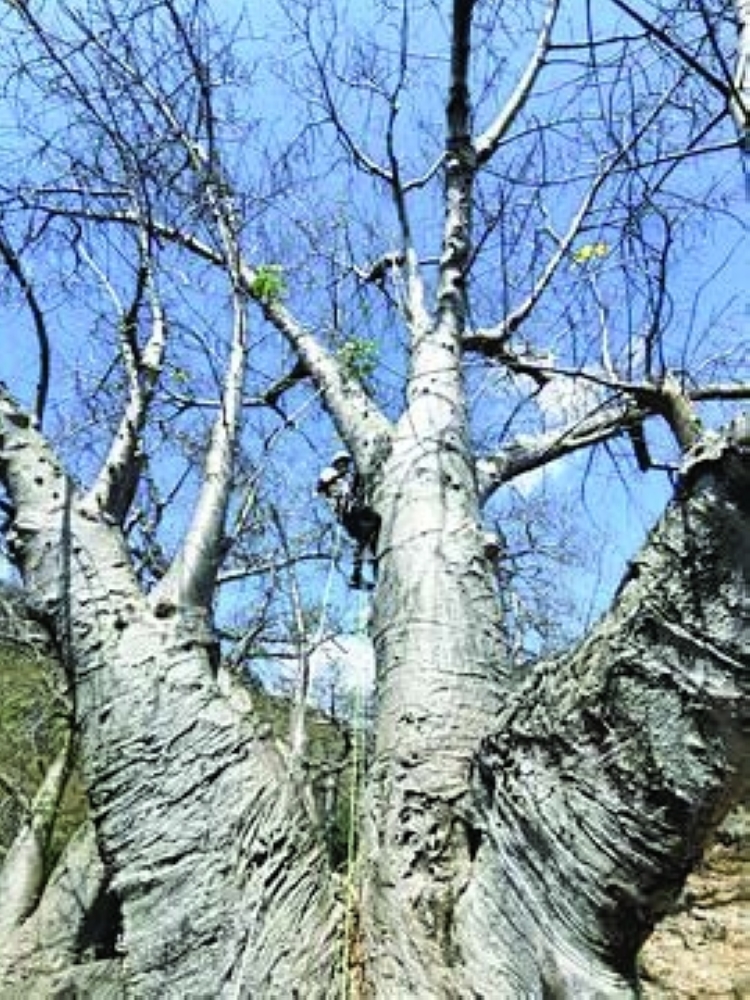 الحملة تستهدف حماية الأشجار المعمّرة