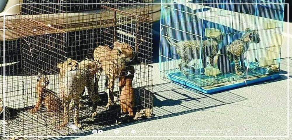 شرطة عمان السلطانية تسلم الحيوانات البرية لهيئة البيئة