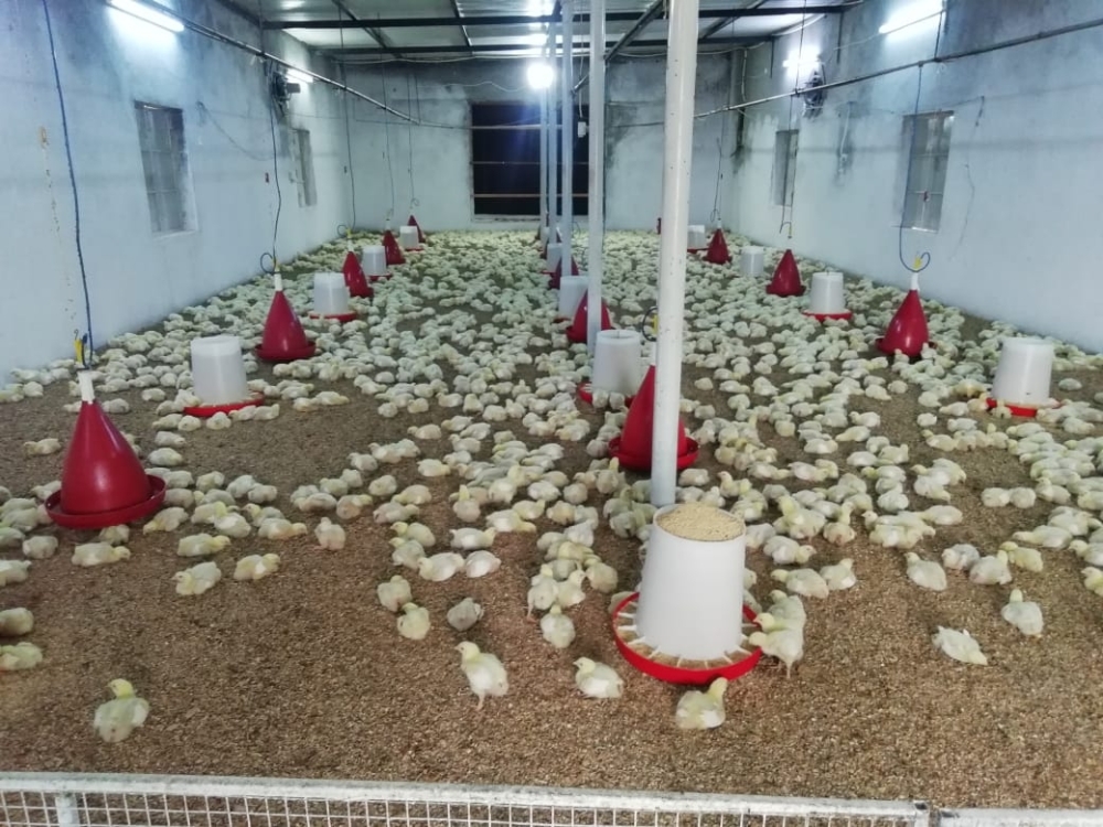 مشروع تربية الدواجن