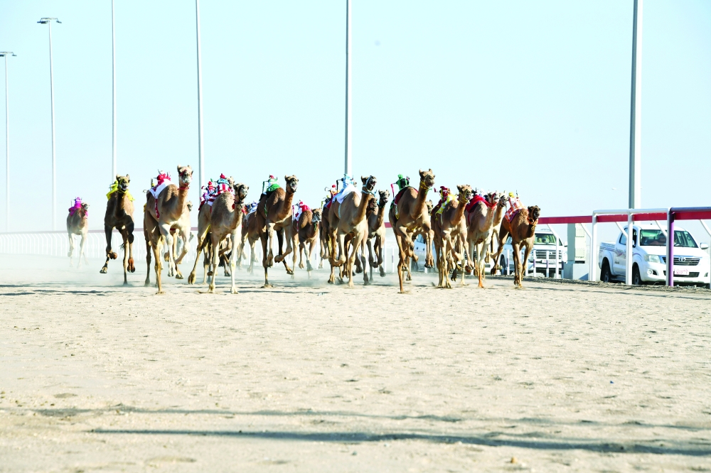 من السباقات الماضية للهجن
