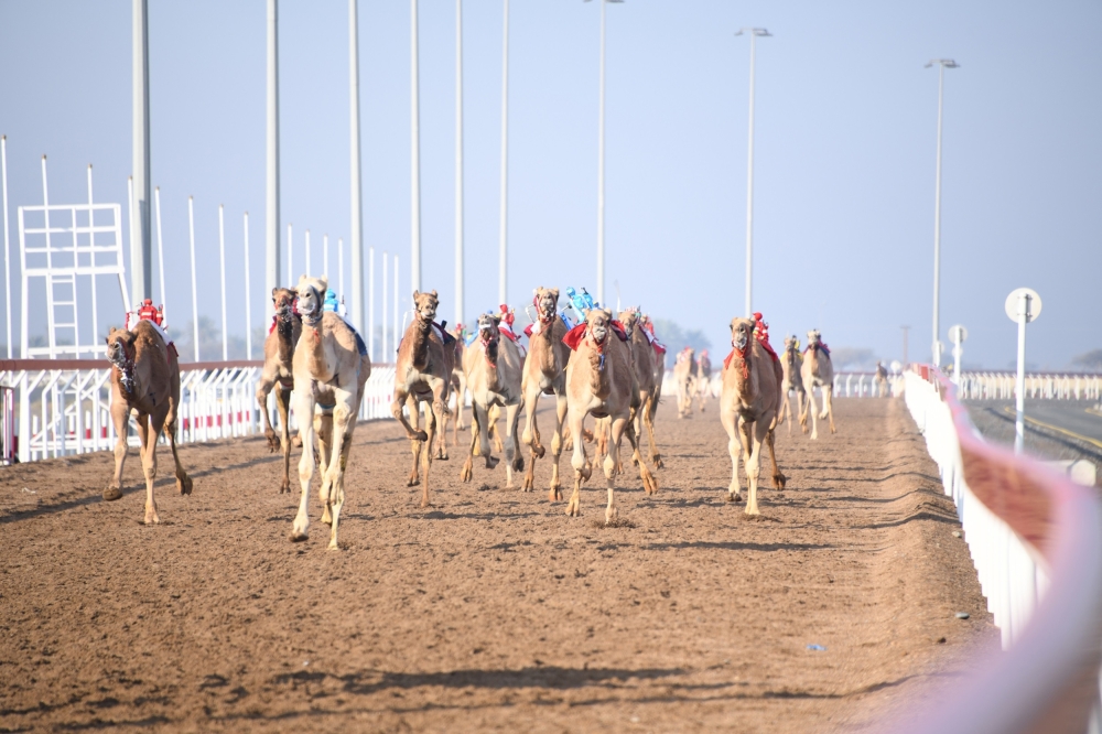جانب من سباق الهجن 