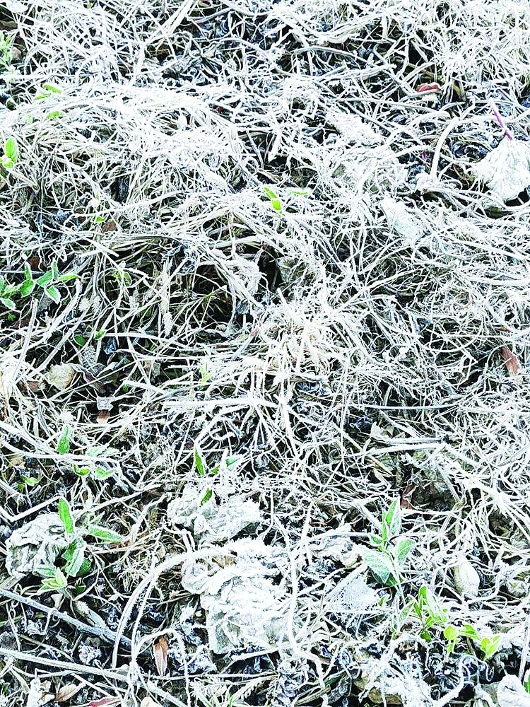 تكون الصقيع على أغصان الأشجار