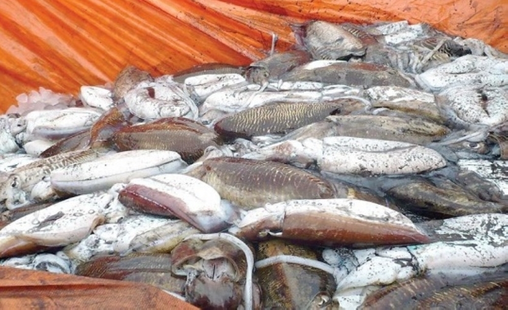 ثروة الحبار