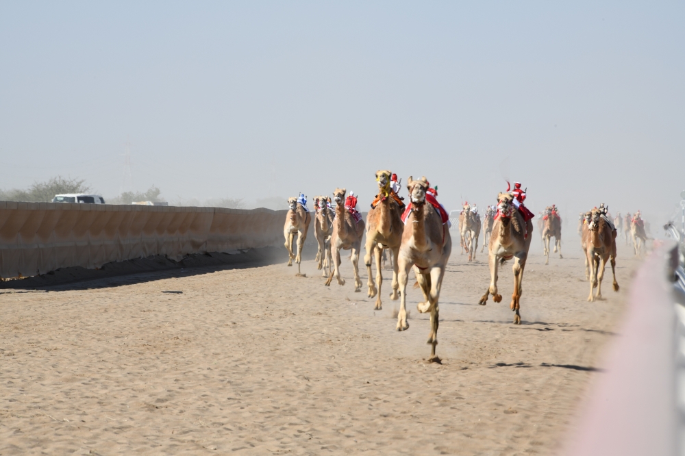 جانب من سباق الهجن بالفليج