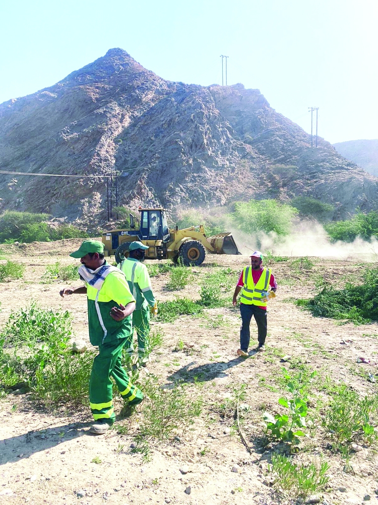 حملة لإزالة شجرة المسكيت