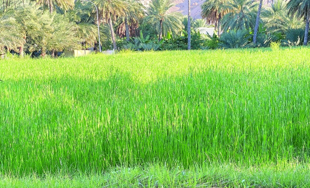 إحدى واحات زراعة القمح بنزوى