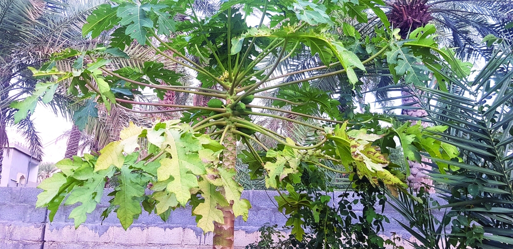 ٢٠٢٢٠١٣١_١٧٥٧١٧