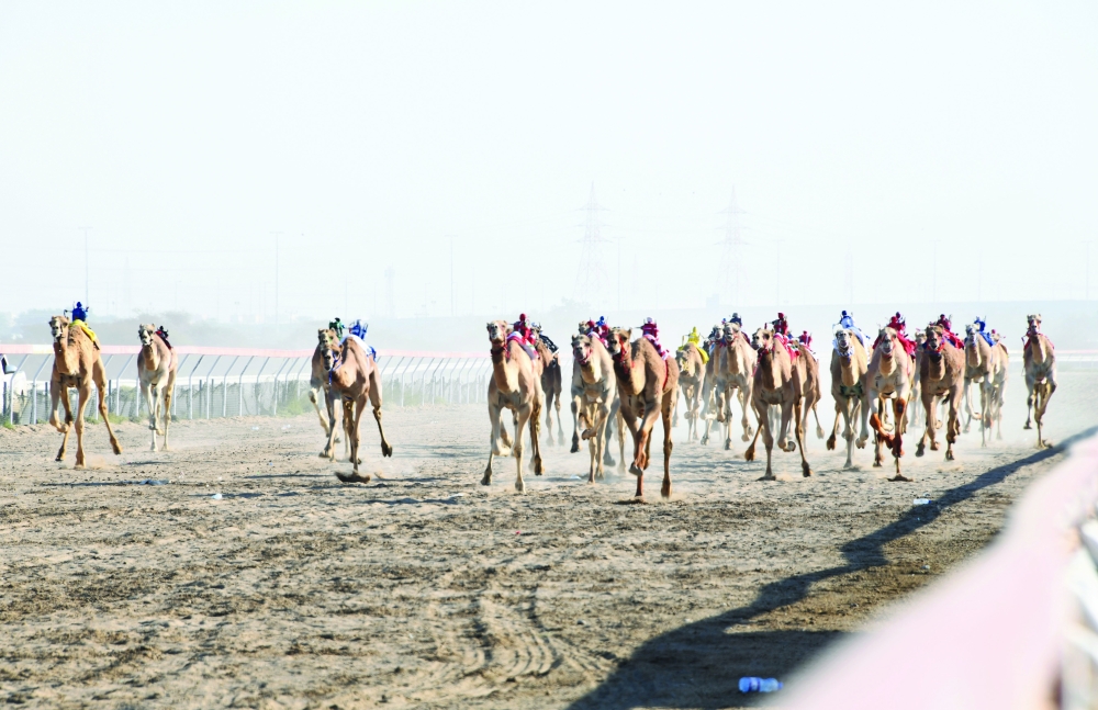 من السباقات الماضية للهجن 