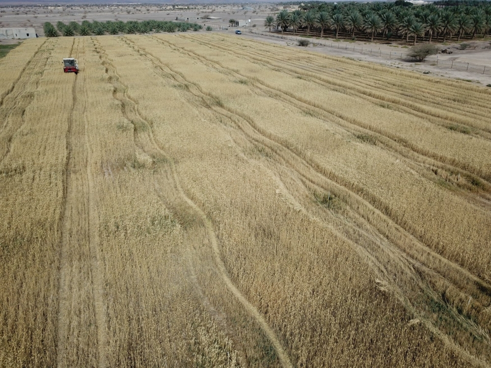 من مزارع القمح في سلطنة عمان