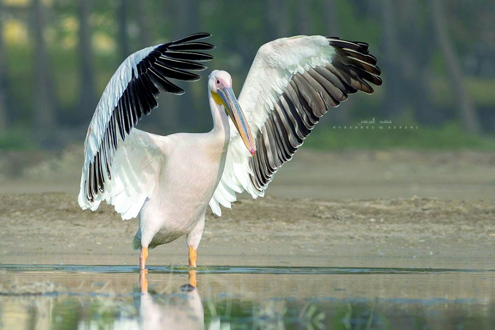 البجعة الكبيرة