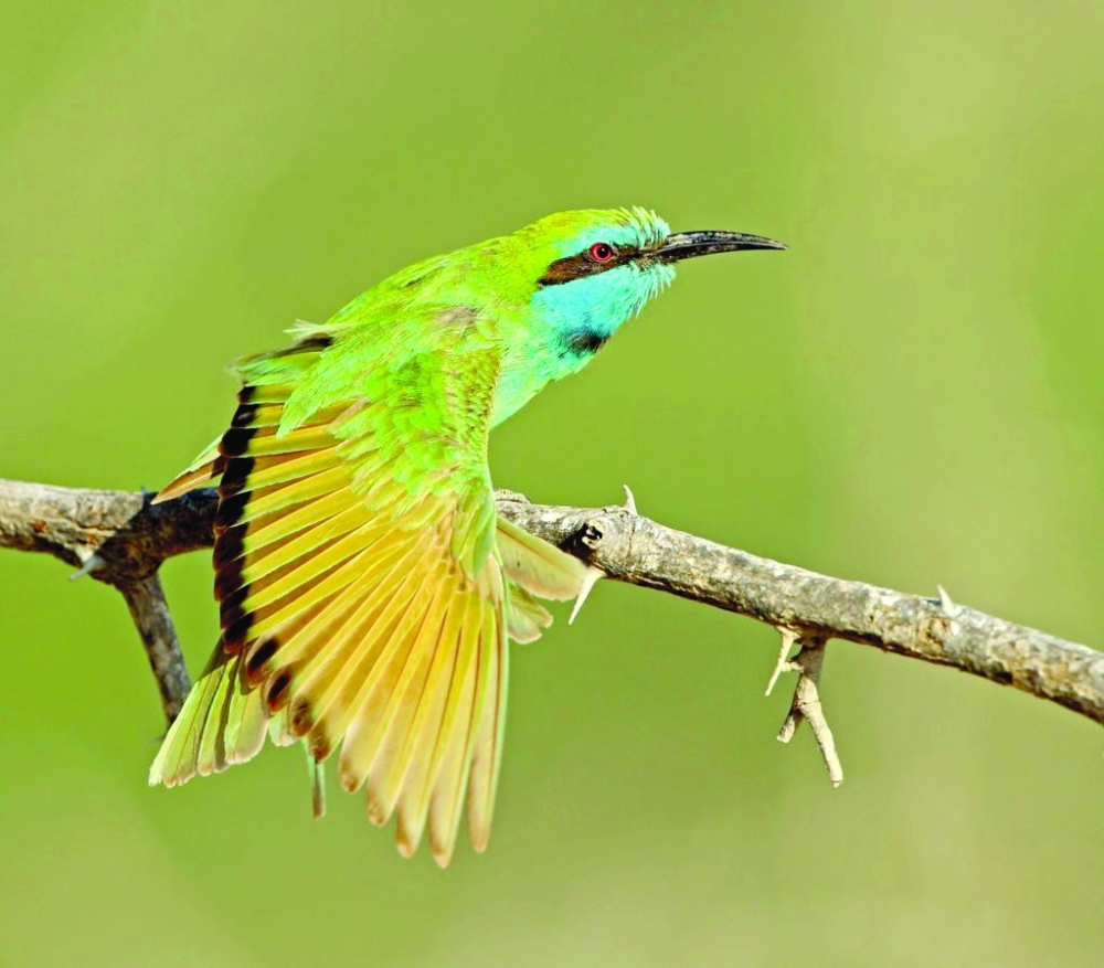 موطن الطيور المهاجرة