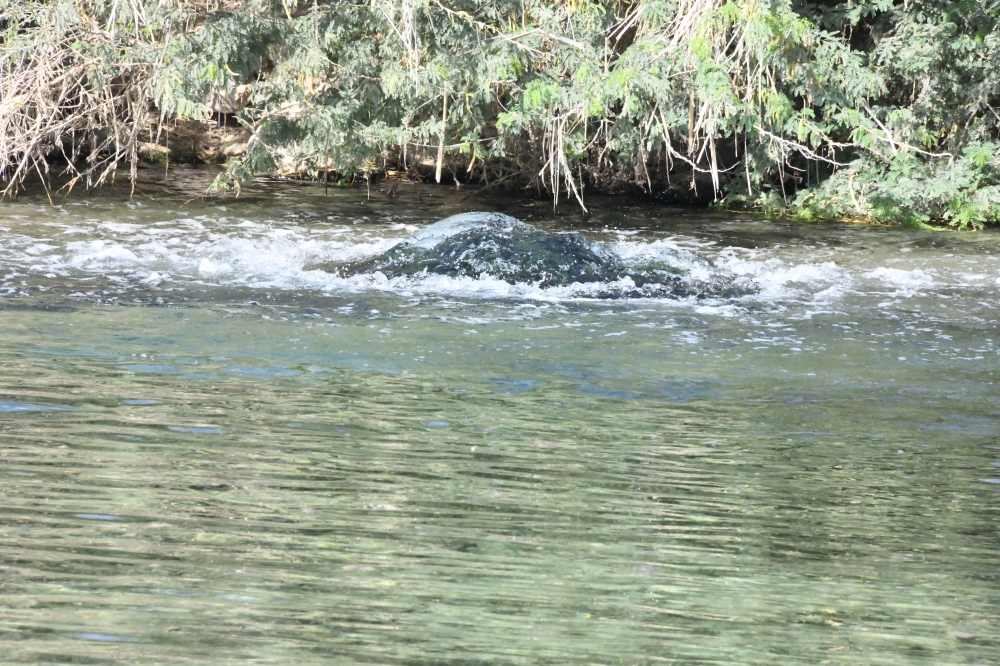  ينابيع عين الوطية تتدفق بغزارة                                                  تصوير ـ خلفان الرزيقي