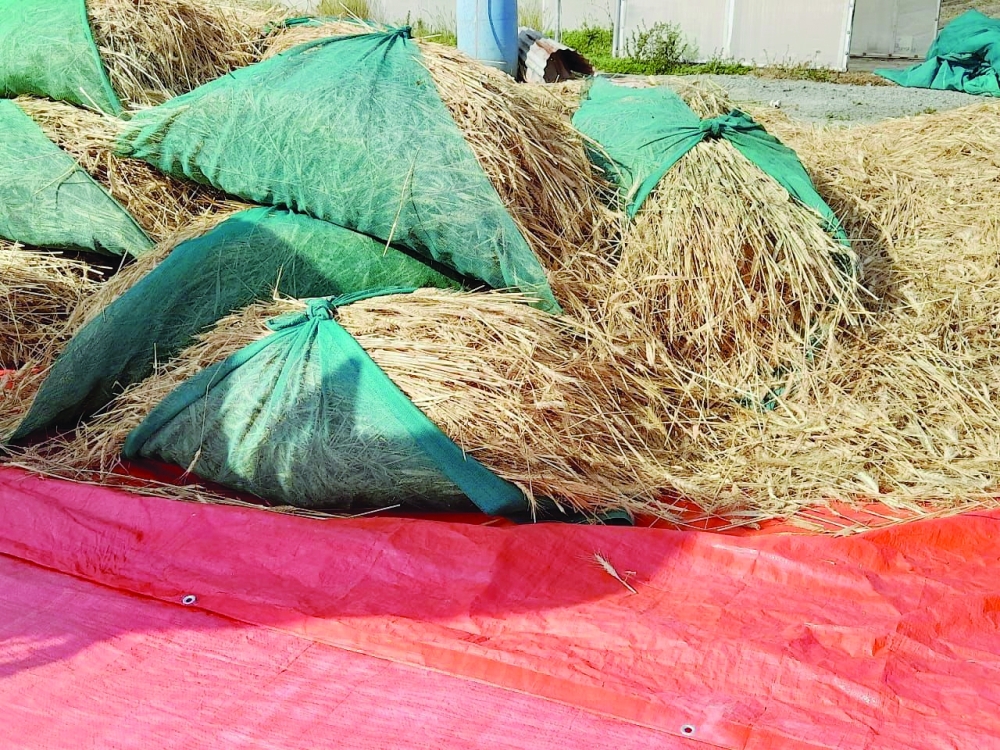  موسم حصاد القمح بولايات محافظة شمال الباطنة 