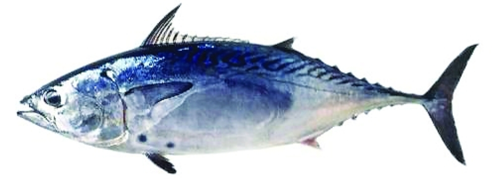 أسماك الصدة تنتمي لفصيلة أسماك التونة