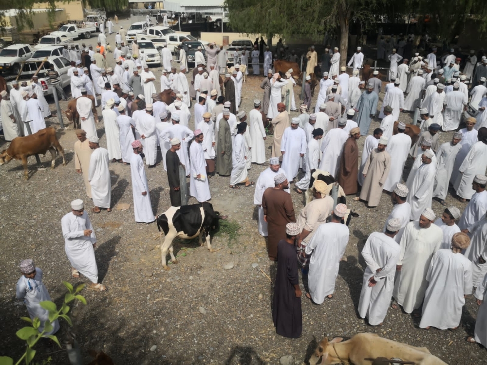 حركة شراء في هبطة بهلا