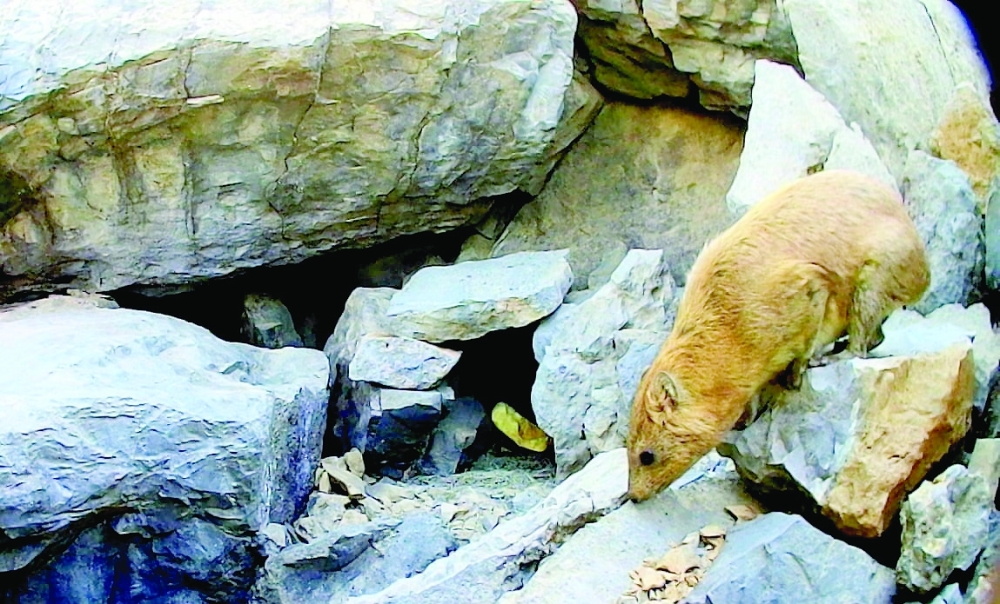 يعد رصد الحيوان نادرًا في هذه المنطقة ويتيح إجراء المزيد من الدراسات