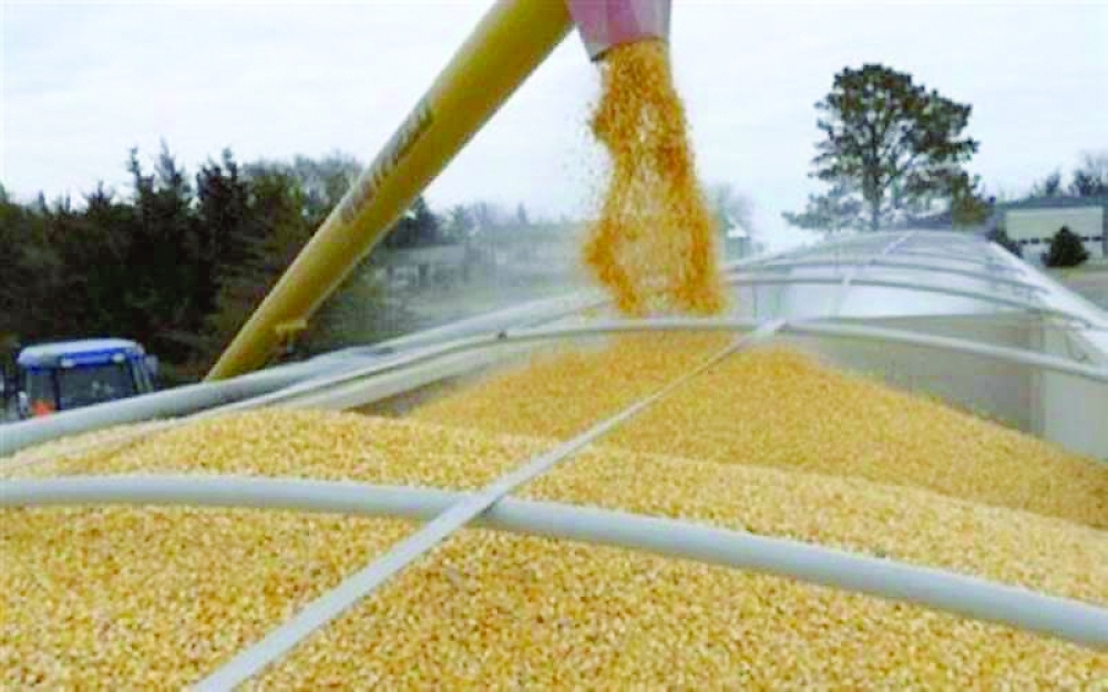 عمليات تجهيز الحبوب الأوكرانية قبل التصدير للخارج