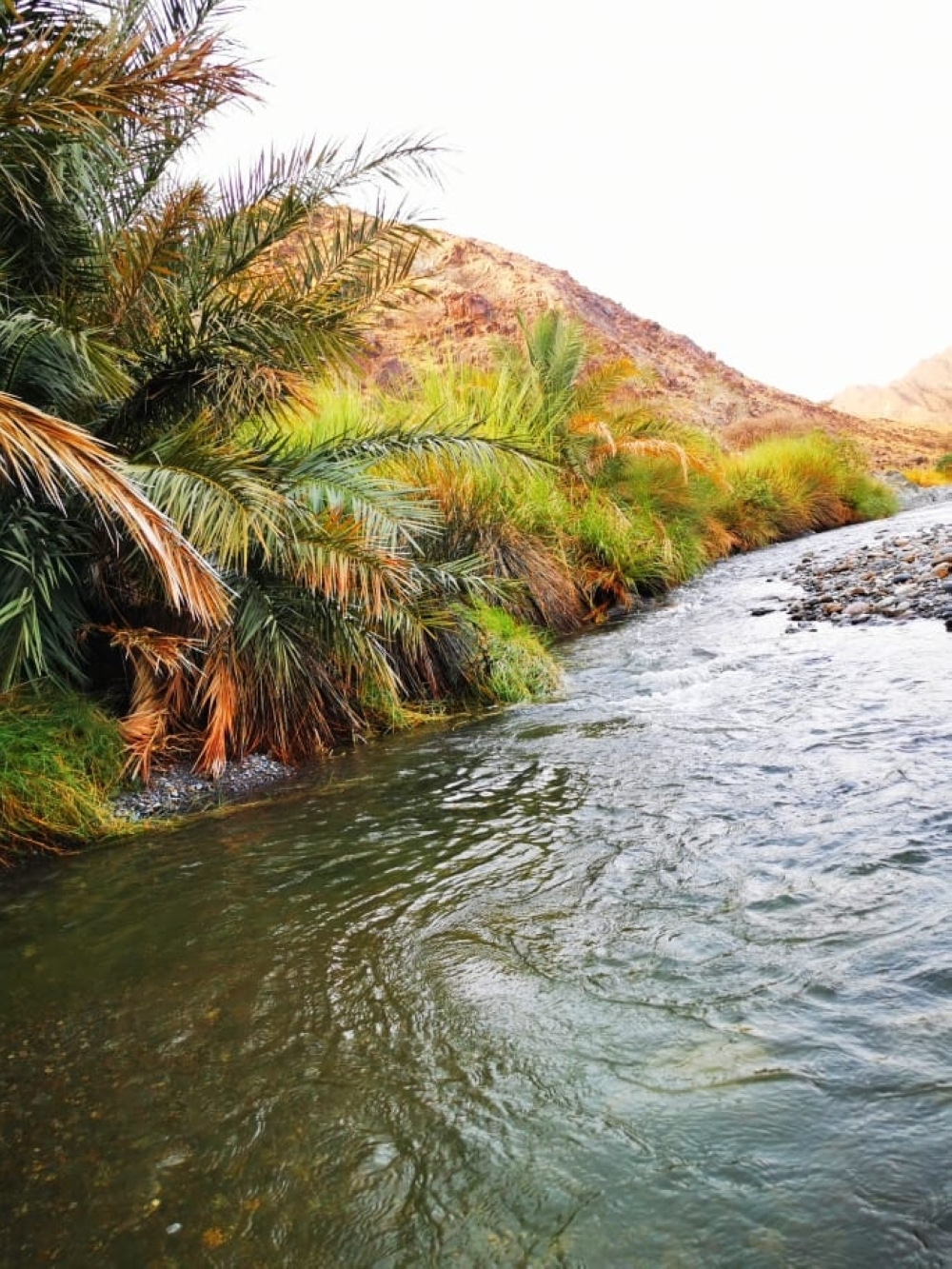 الغيول المائية