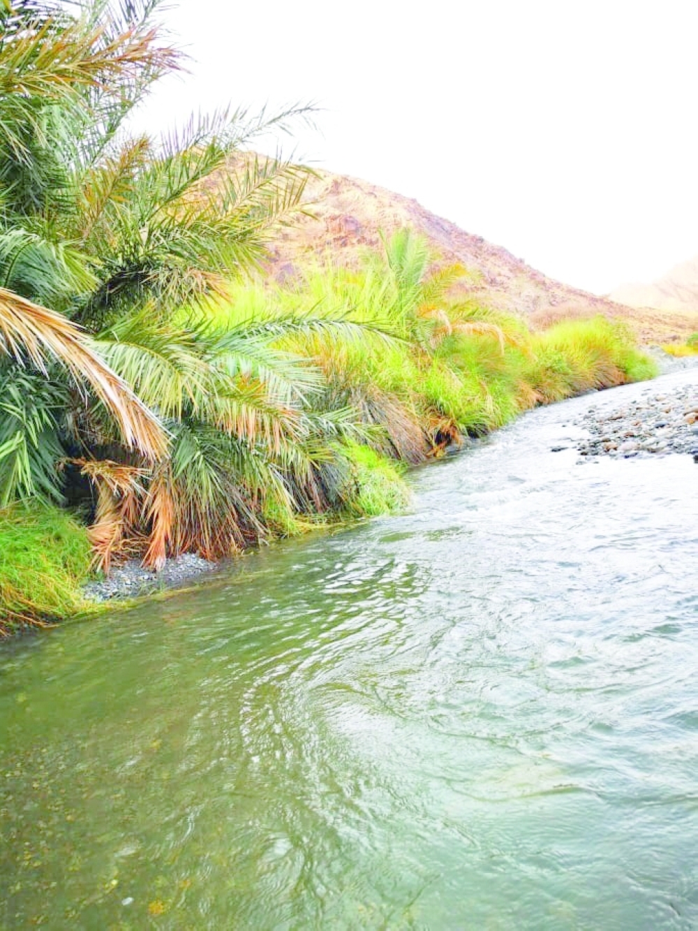 الغيول المائية الدفاقة في الصبيخاء 
