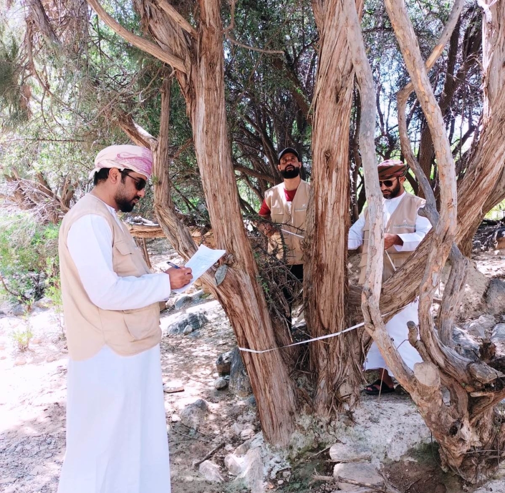 حصر الأشجار المعمّرة بولاية الجبل الأخضر