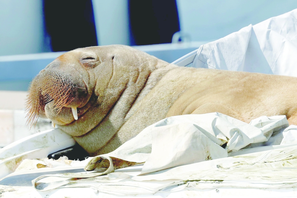 أنثى حيوان الفظ