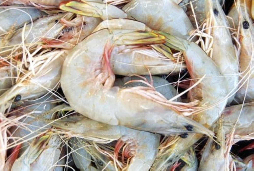 الروبيان ثروة تزخر بها سواحل سلطنة عمان