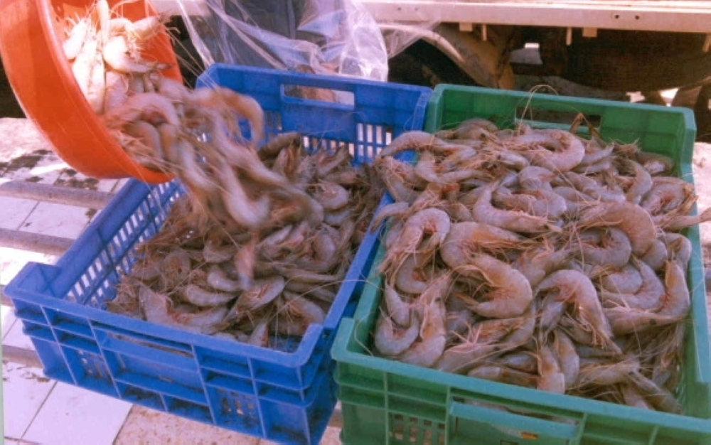 موسم صيد الروبيان في سواحل سلطنة عمان يبدأ شهر سبتمبر المقبل