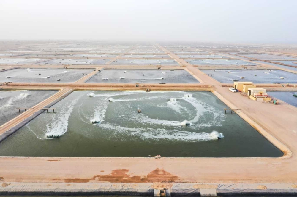 من مشروع زراعة الروبيان