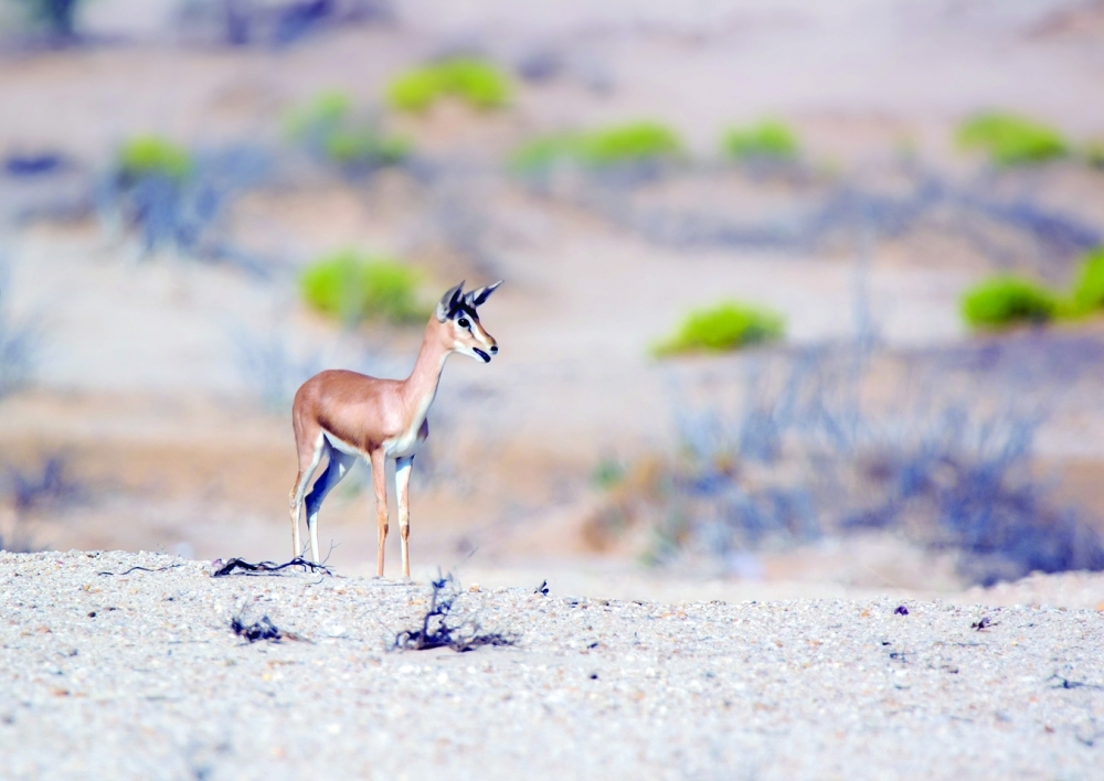 رصد 13 غزالًا عربيًا في رقعة جغرافية صغيرة نسبيًا في ولاية سدح  
