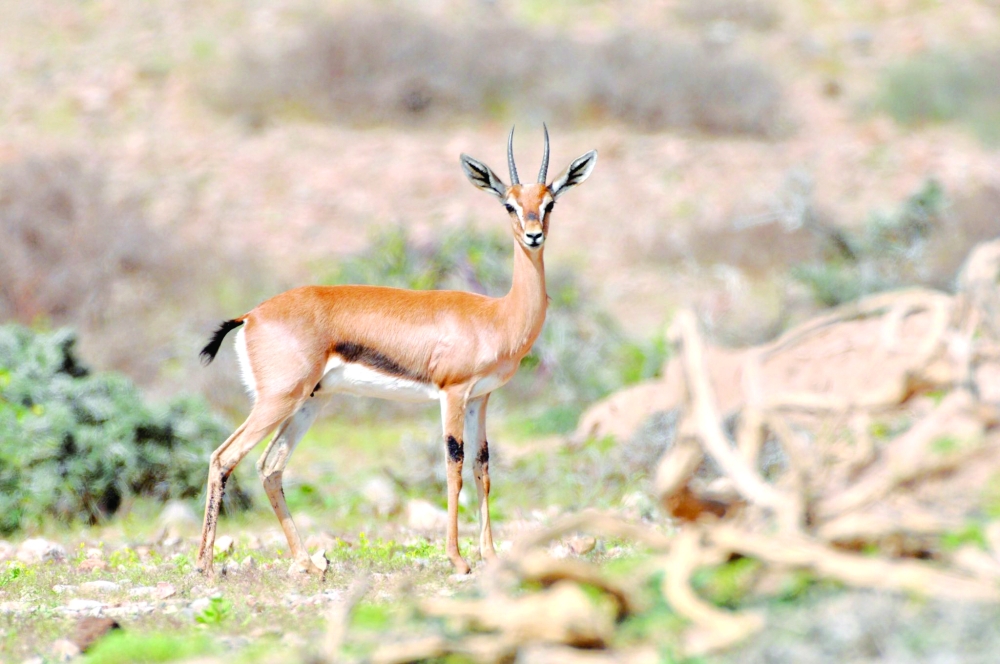 فريق ميداني