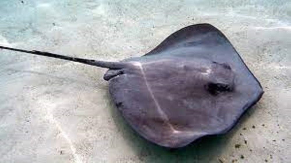 جانب من سمكة الطباق