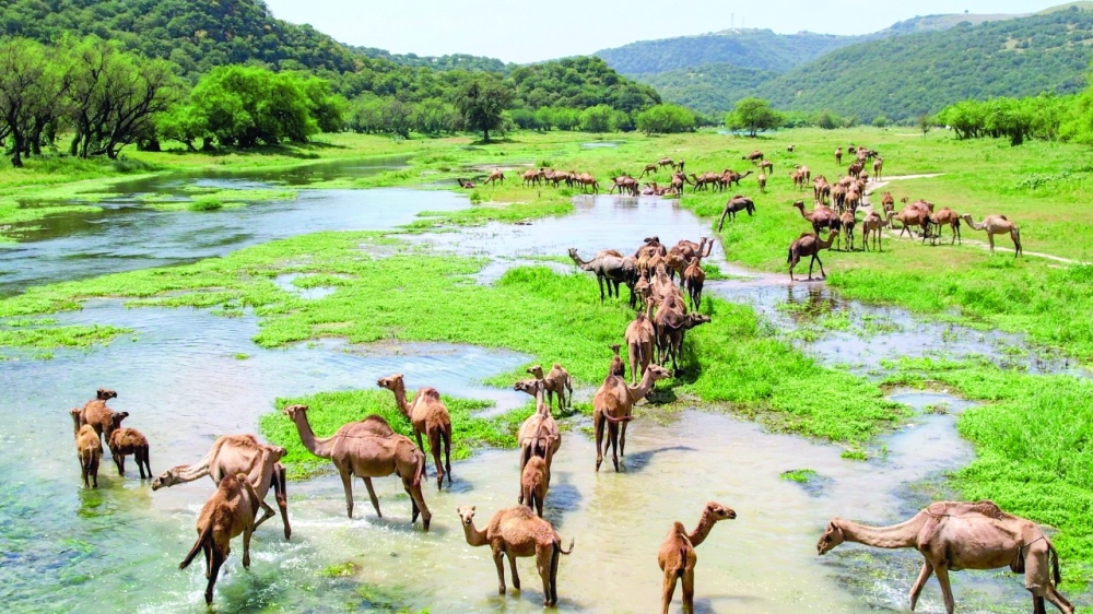 تجمع الإبل في وادي دربات 