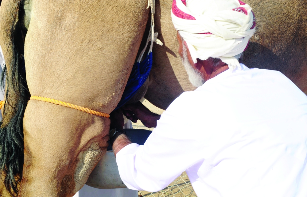 من منافسات مسابقة المحالبة