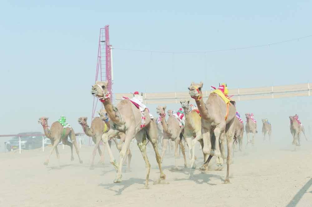 من منافسات مهرجان سباقات الهجن 