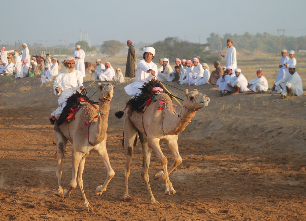 استعراض رائع لعرضة الهجن ببدية
