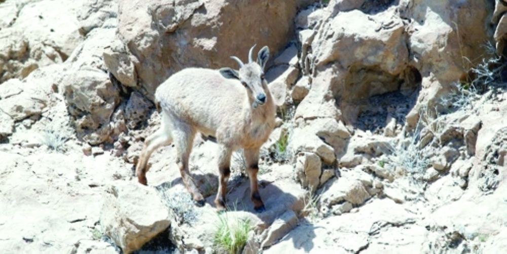 تعد المحمية موطنا للعديد من الحيوانات النادرة