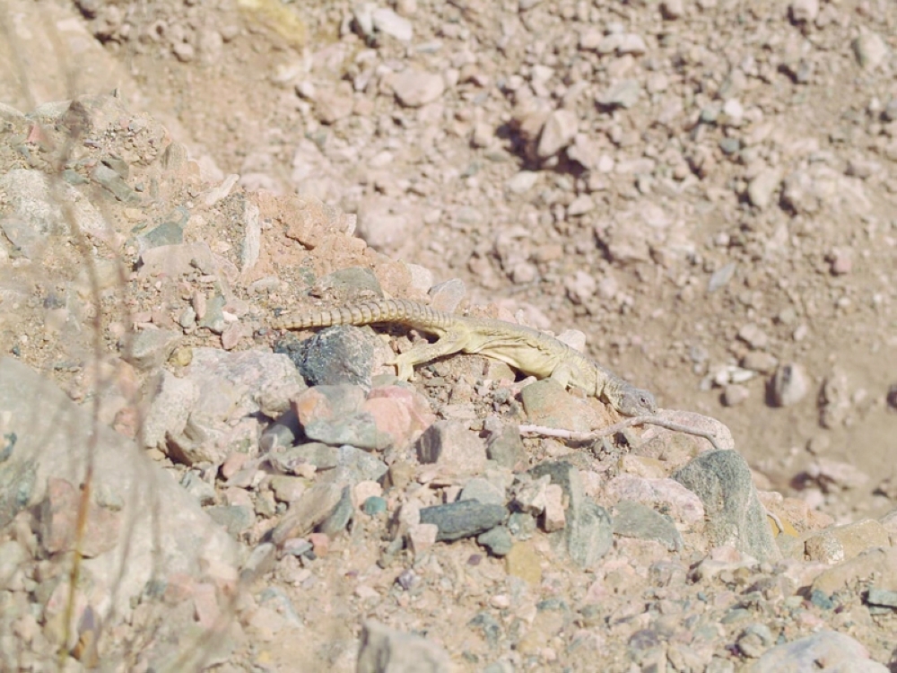 تتميز محمية جبل قهوان الطبيعية بتنوعها الأحيائي