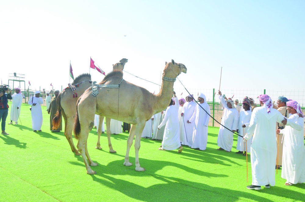 من مزاينة الإبل بالمهرجان