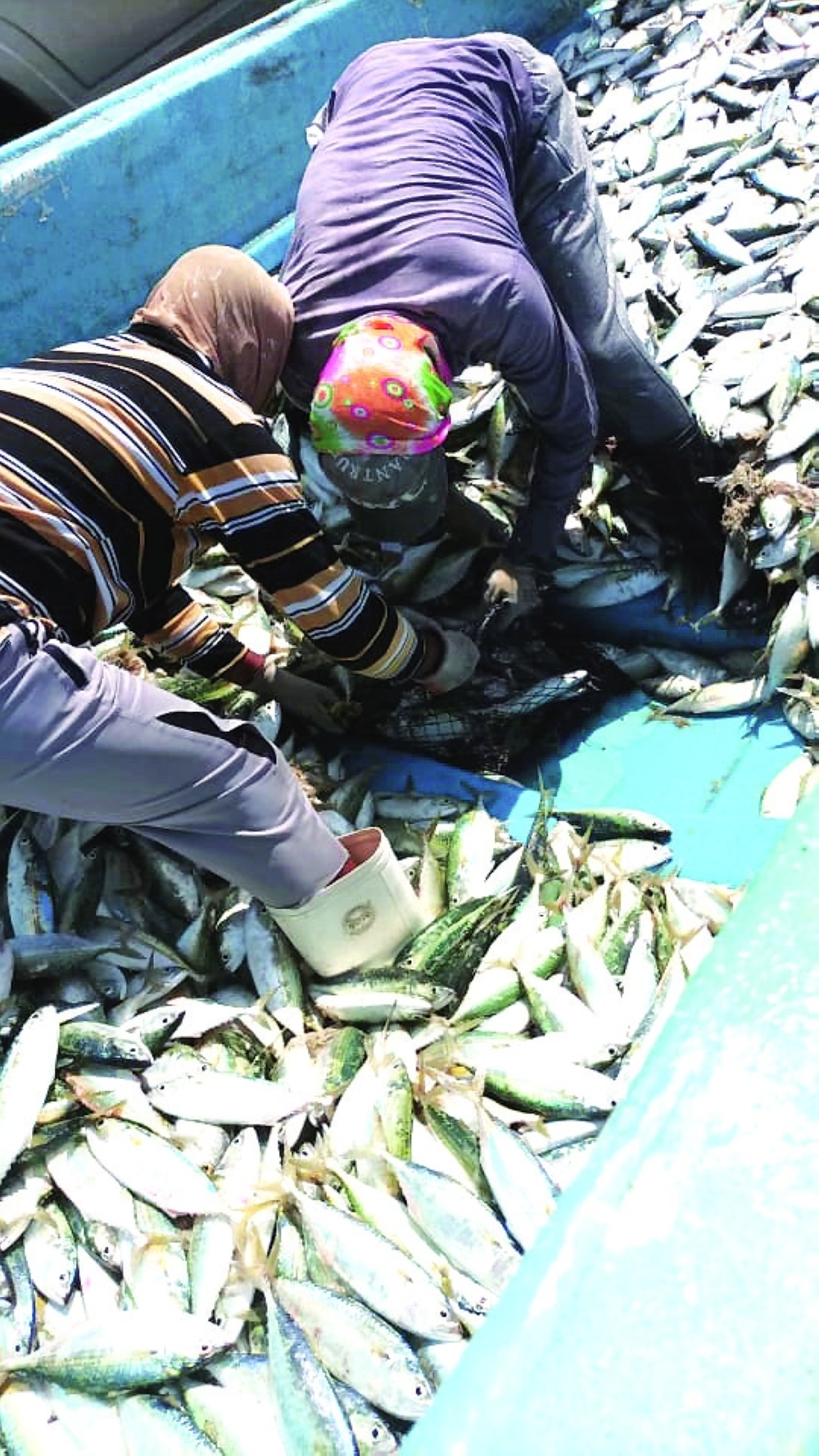 قوى عاملة وافدة تمارس مهنة الصيد في البيئة البحرية العمانية