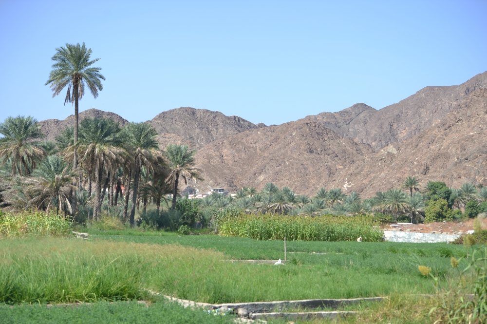 بساتين النخيل والمزروعات على ضفاف قرى وادي دما.. تصوير ـ عبد الواحد الحمداني